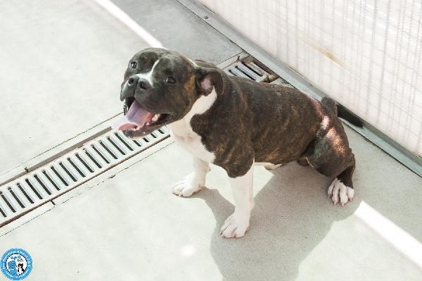 CLONY, mix amstaff giovane e pieno di vita… Foto 7